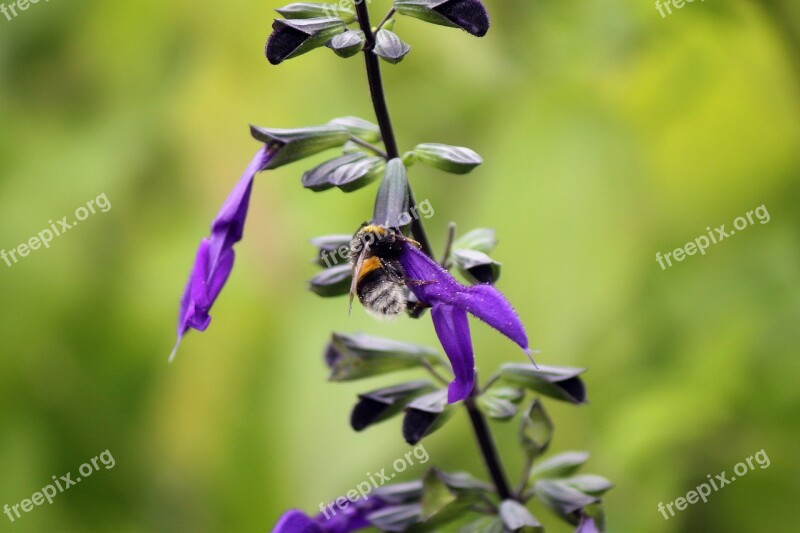 Bumblebee Insect Nature Flower Green