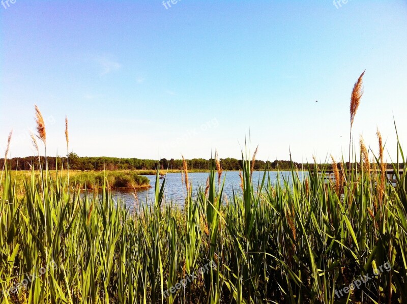 Marsh Water Pond Nature Landscape