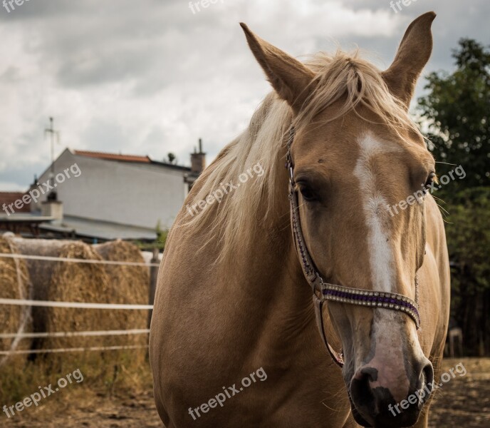 Pen Range Animal Horse Head