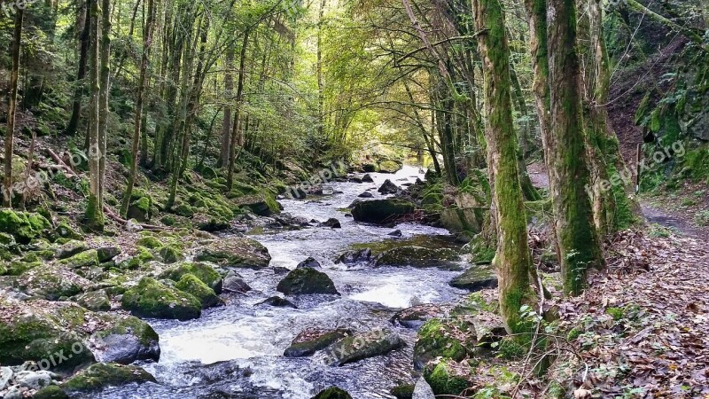 Forest Bach Water Nature Landscape