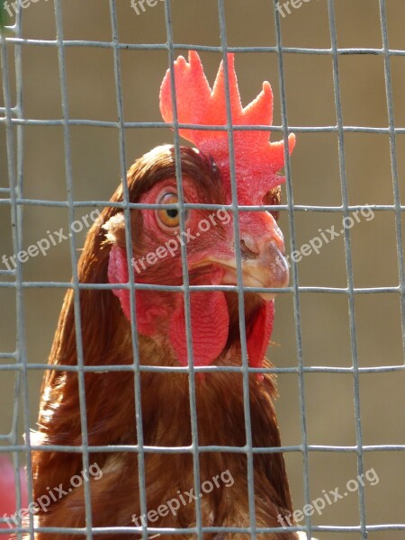 Hen Poultry Captivity Grating Farm