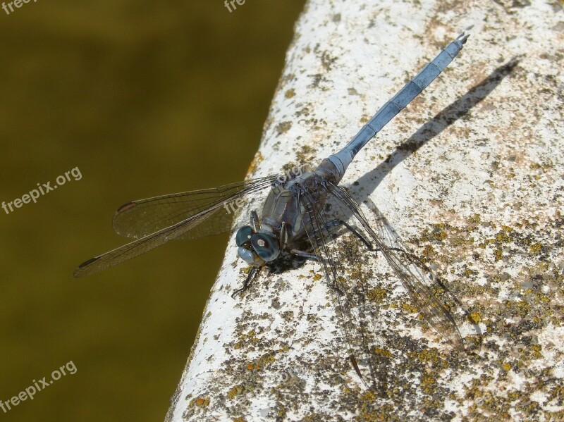 Dragonfly Blue Dragonfly Orthetrum Brunneum Winged Insect Raft