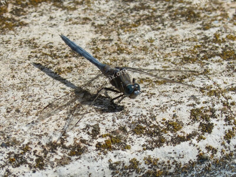 Dragonfly Blue Dragonfly Orthetrum Brunneum Winged Insect Free Photos