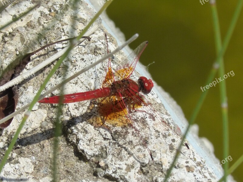 Dragonfly Red Dragonfly Raft Winged Insect Annulata Trithemis