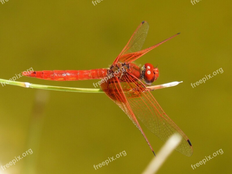 Dragonfly Red Dragonfly Pond Winged Insect Annulata Trithemis