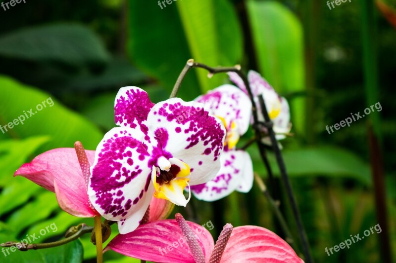 Orchids Flower Flowers Garden Orchid