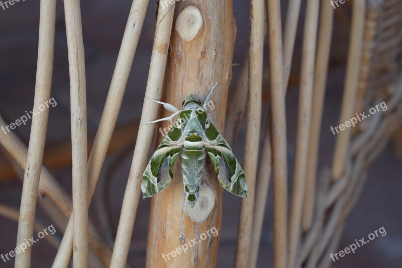 Butterfly Insect Green Arthropod Nature