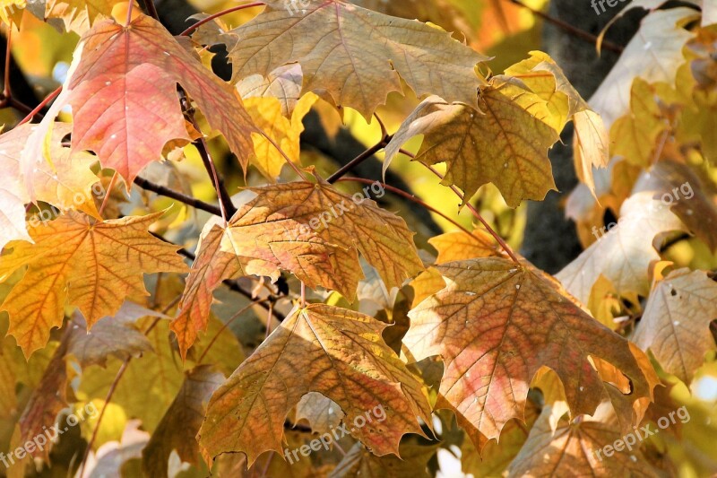 Leaves Fall Foliage Colorful Leaves Brown Fall Color