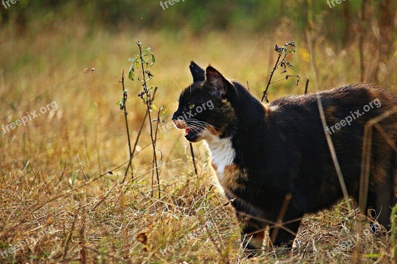 Cat Mieze Three Coloured Lucky Cat Domestic Cat