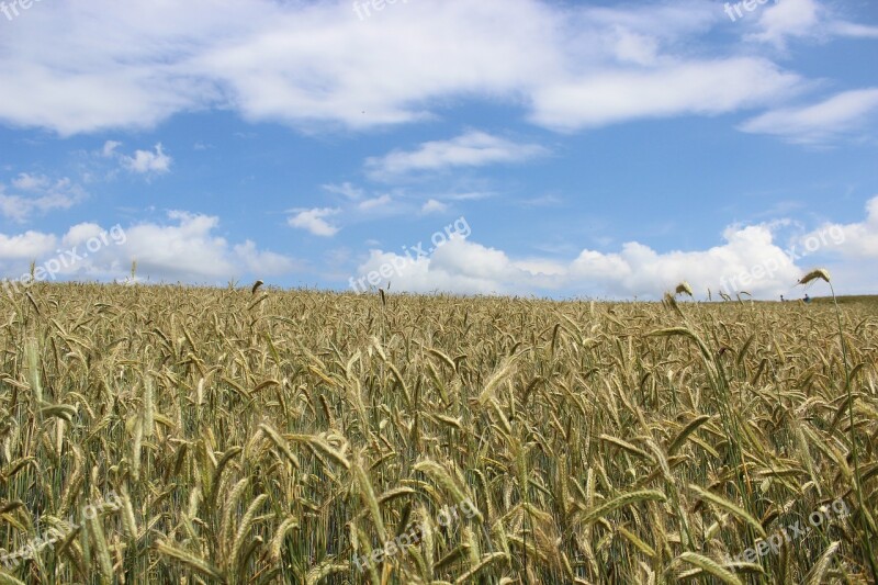 Cornfield Grain G Agriculture Cereals