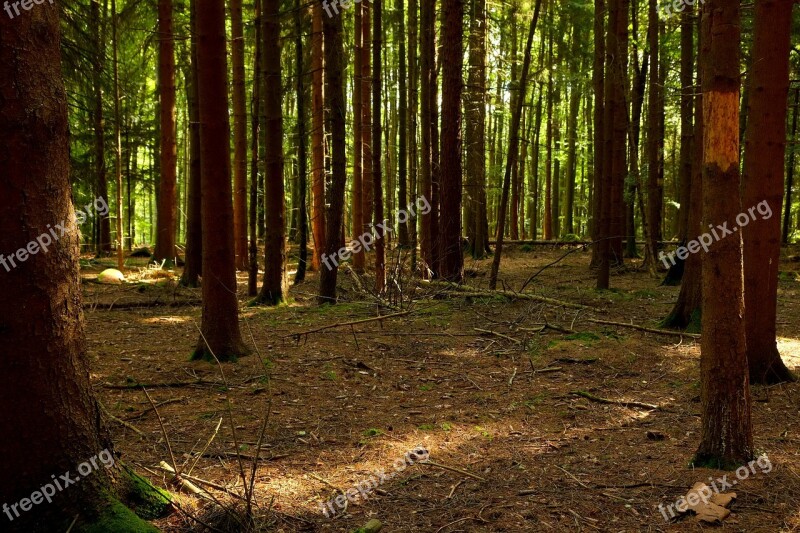 Forest Trees Nature Landscape Away