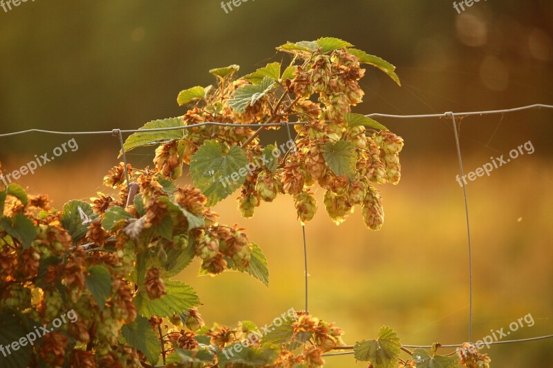 Hops Plant Umbel Hops Fruits Climber Plant