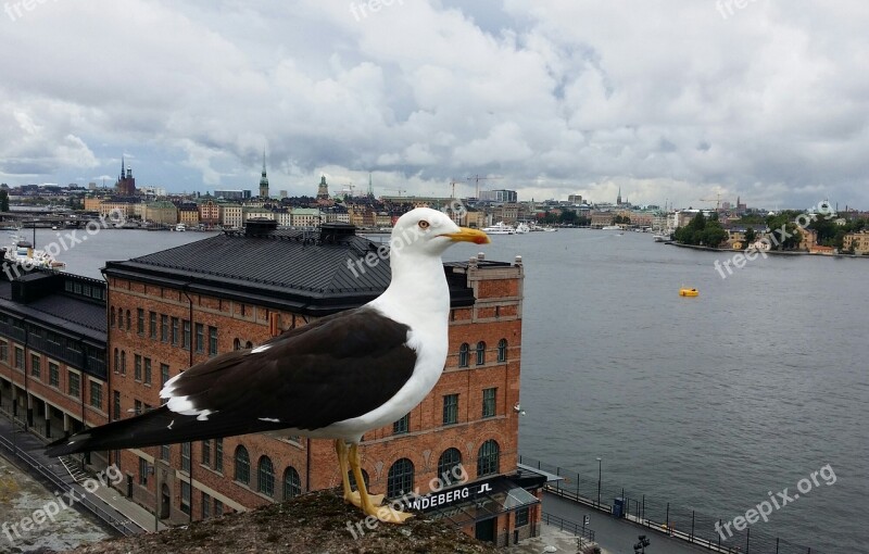 Trut Stockholm Bird's Eye View Seagull Free Photos