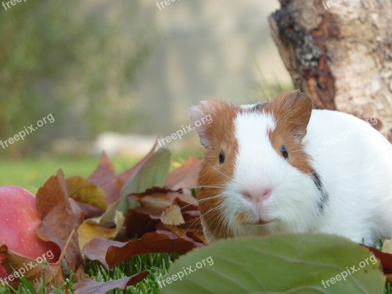 Guinea Pig Pet Small Animal Adorable