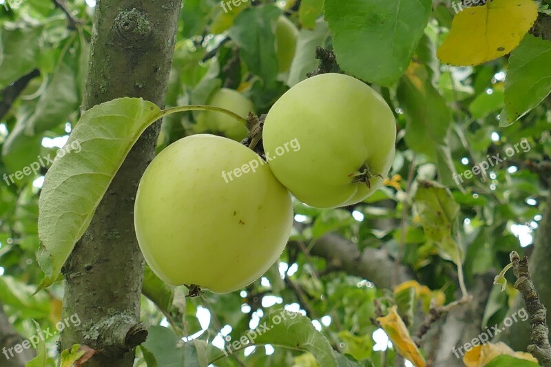 Fruit Apple Couple Tree Green