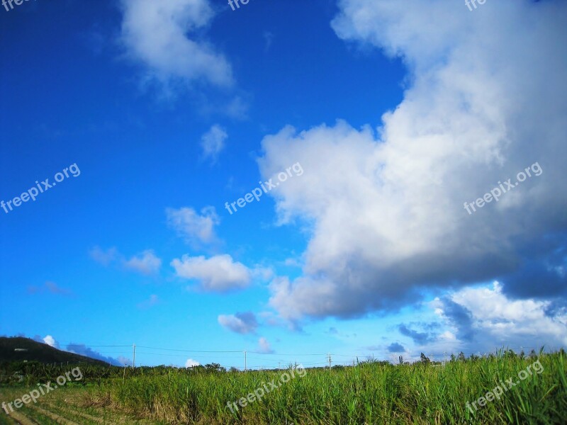 Sugar Cane Field Dynamic Blue Green Sky