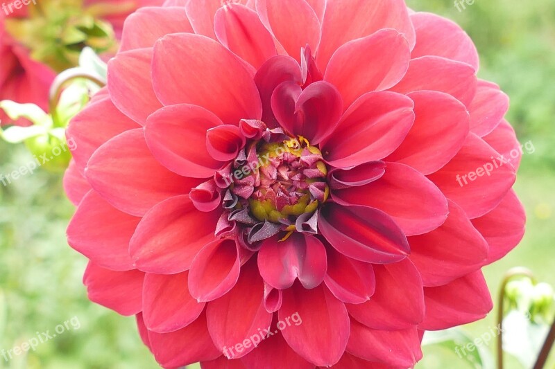 Dahlia Plant Blossom Bloom Nature