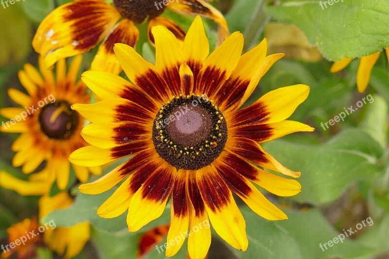 Blossom Bloom Coneflower Plant Nature