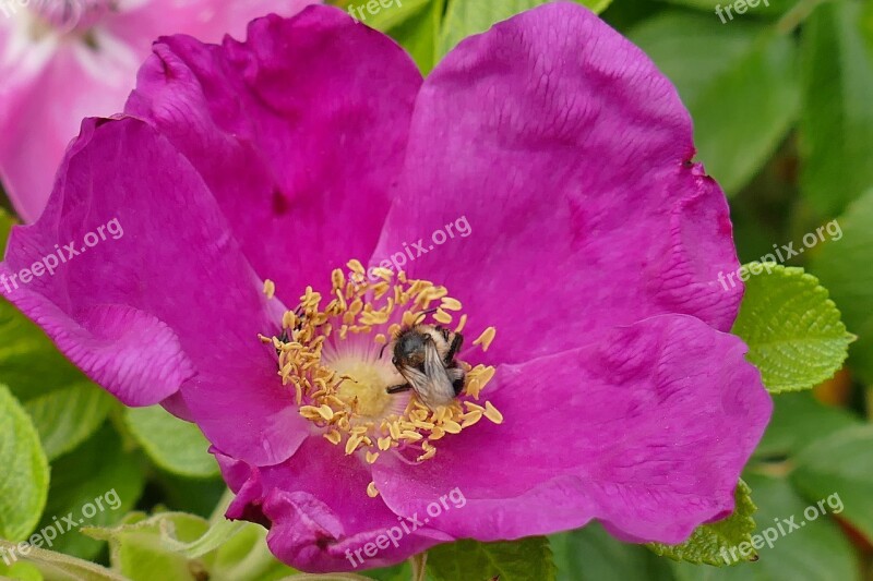 Bee Rose Hip Plant Blossom Bloom