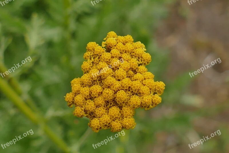 Yellow Flower Plant Blossom Bloom Nature