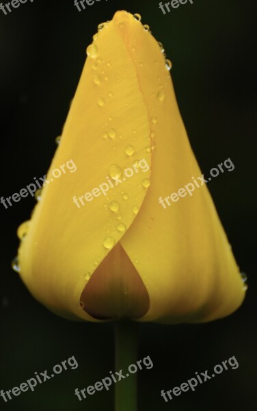 Yellow Tulip Drop Of Water Spring Flowers