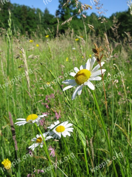 Flower Meadow Grass Plant Summer