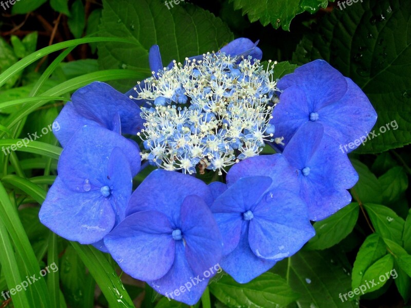 Hydrangea Rain Drop Of Water Flowers Blue