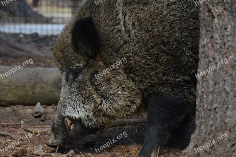 The Boar Wild Boar Animal The Bristles Hog Wild