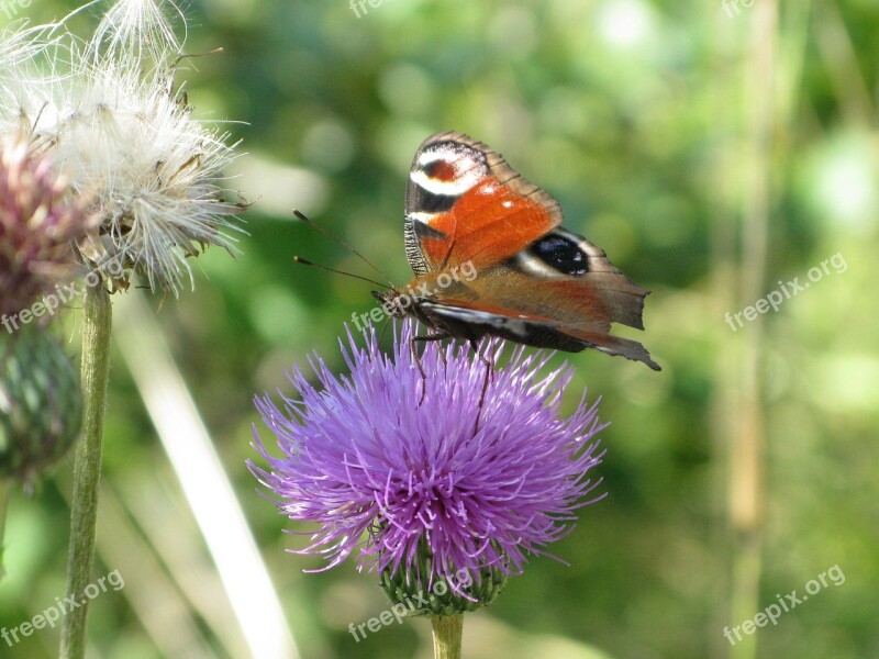 Butterfly Peacock Flower Nature Butterfly Summer