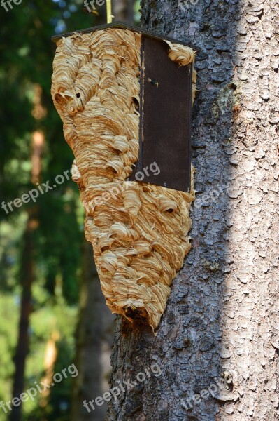 Birdhouse Hornet Hornet's Nest Mine Insect