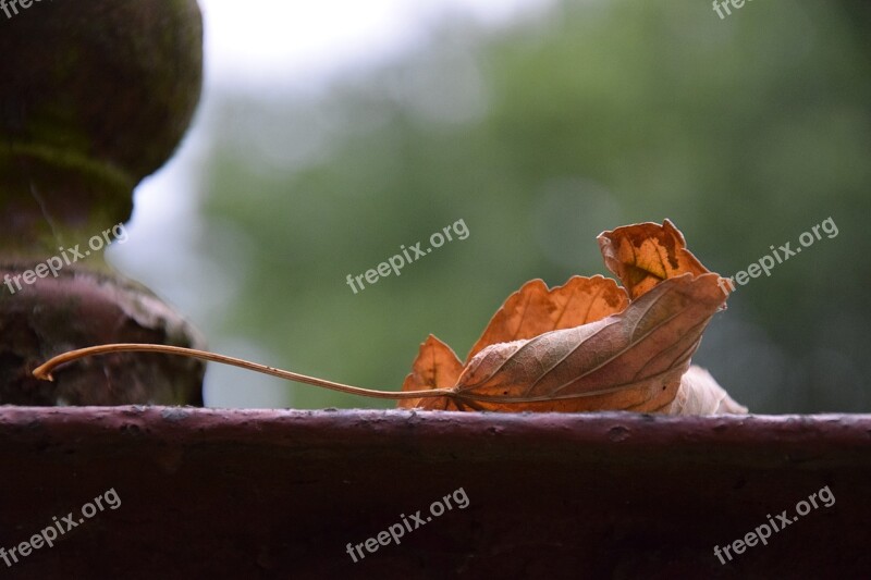 Nature Withered Leaf Colorful Golden