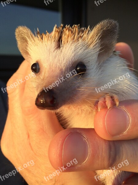 Hedgehog Pet Cute Hand Hold