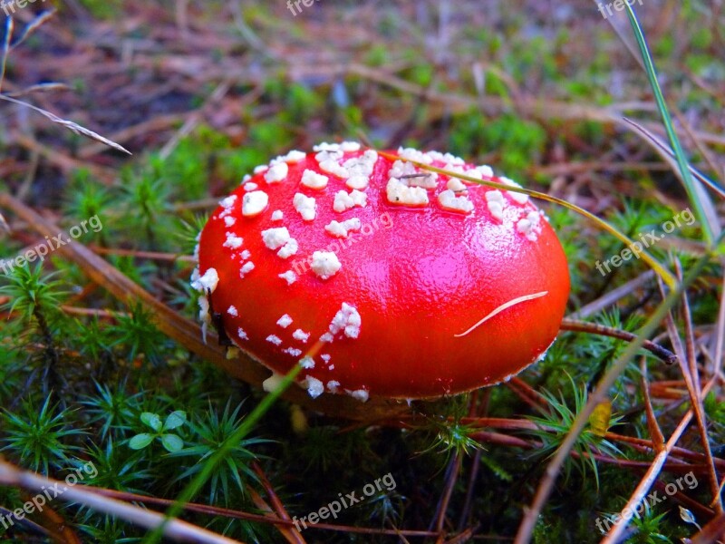 Forest Mushroom Fly Agaric Mood Autumn