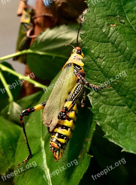 Grasshopper Wilhelma Insect House Nature Animal