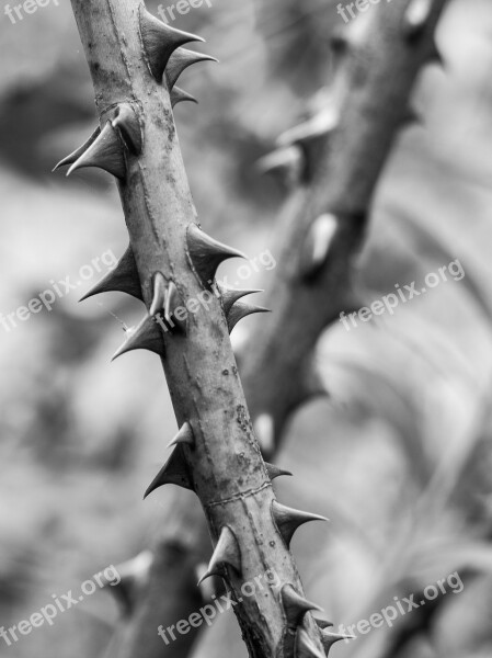 Spines Bush Spiny Shrub Nature Beauty