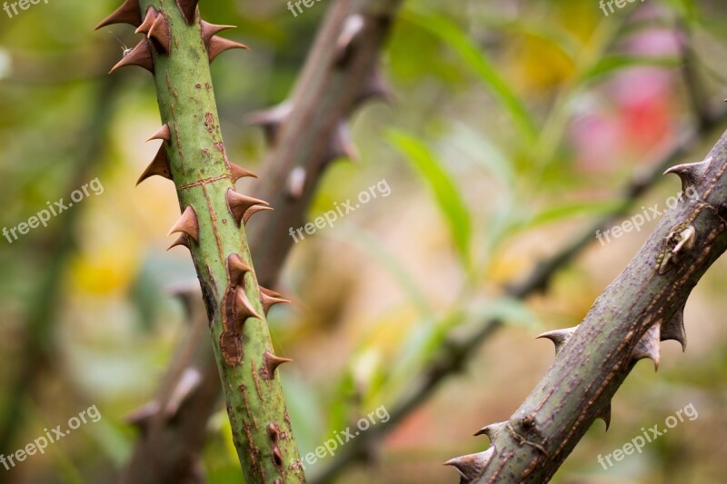 Spines Bush Spiny Shrub Nature Beauty