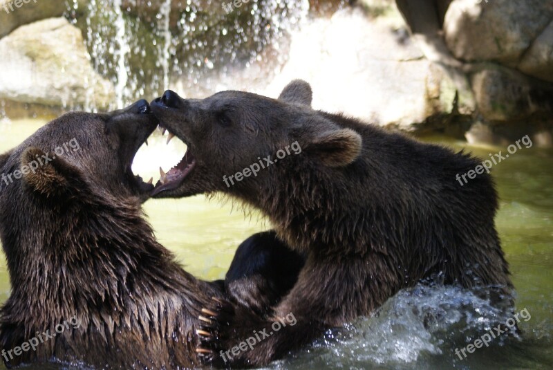 Brown Bear Water Animals Water Games Animal Park Of The Pyrenees