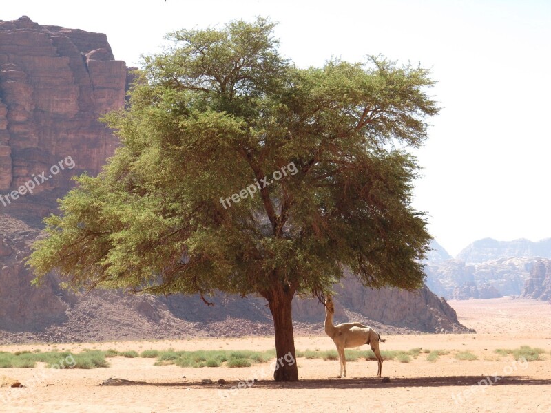 Jordan Desert Nature Tree Camel