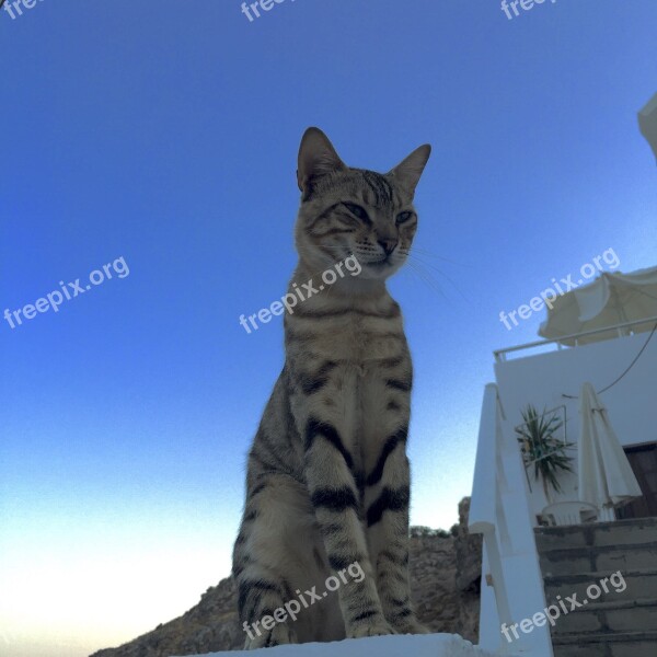 Cat Greece Mediterranean Sea Cyclades Mediterranean