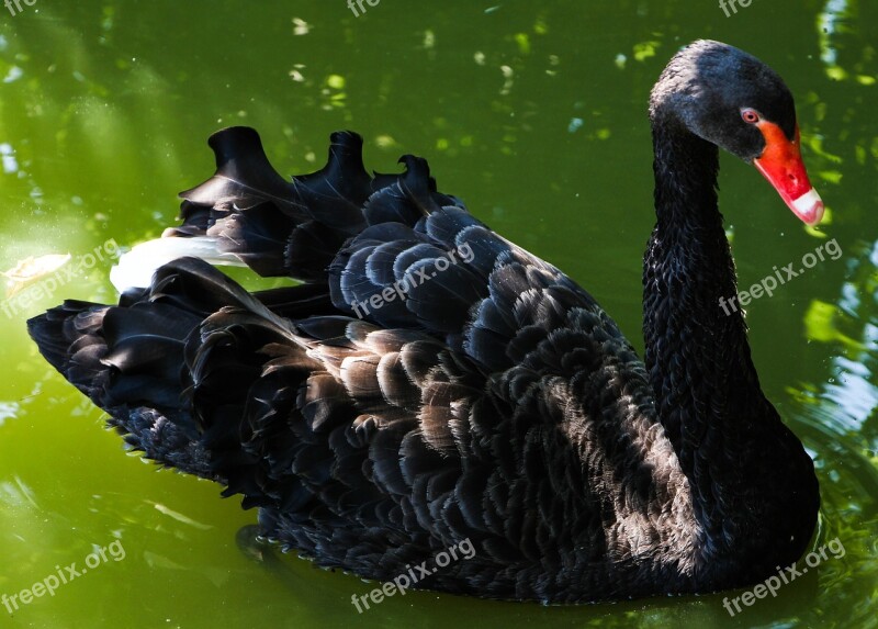 Swan Rate The Gang Feather Lake