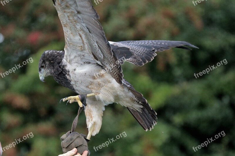 Chilean Blue Eagle Eagle Black-chested Chilean Bird