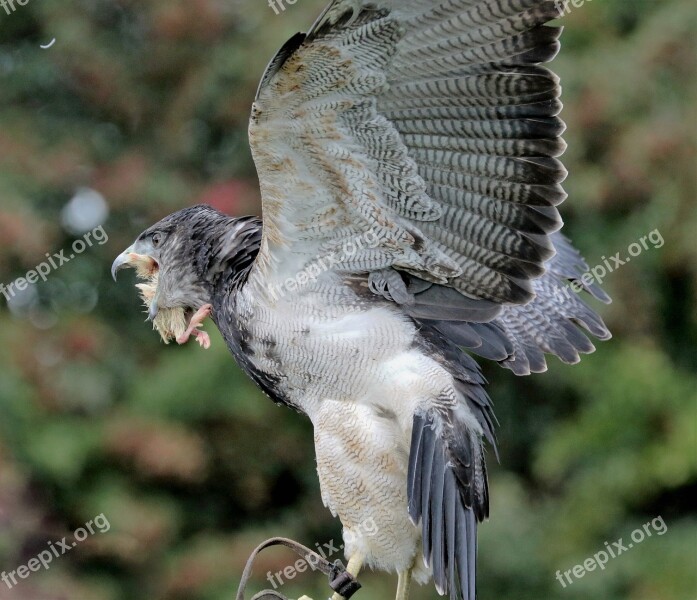 Chilean Blue Eagle Eagle Black-chested Chilean Bird