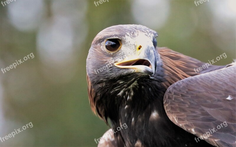 Golden Eagle Eagle Golden Bird Nature