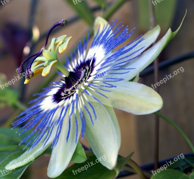 Passion Flower Garden Passion Flower Nature