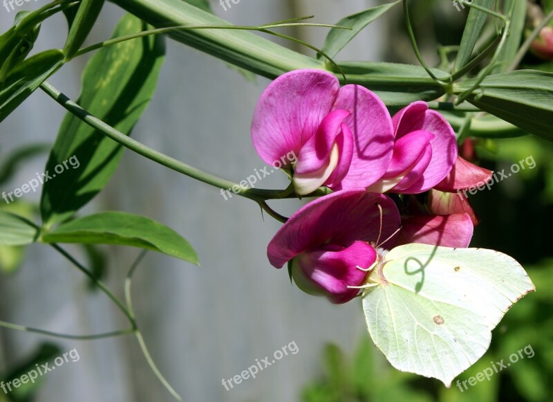 Sweet Pea Flower Butterfly Garden Nature