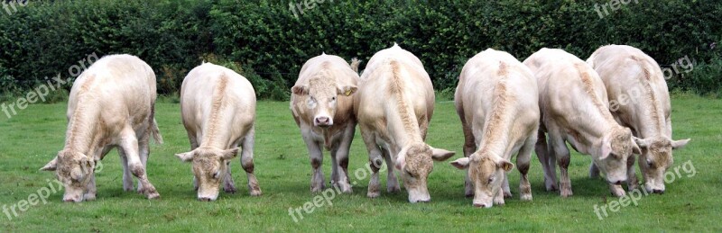 Calves Cattle White Farm Calf