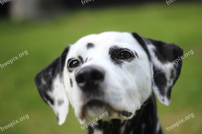 Dalmatians Dog Animal Head Animal Portrait