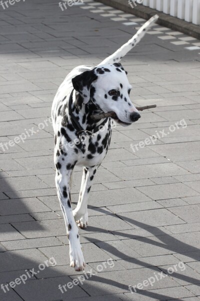 Dalmatians Dog Animal Animal Portrait Dog Breed