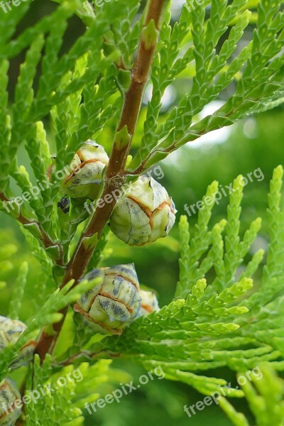 Juniper Macro Forest Nature Close Up