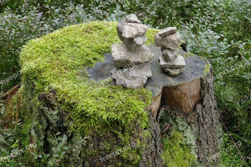 Log Moss Stones Forest Nature